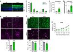 Opsin 4 Antibody in Immunocytochemistry (ICC/IF)