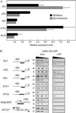 Glucocorticoid Receptor alpha Antibody in ChIP Assay (ChIP)