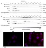 RAB7 Antibody in Western Blot (WB)