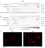 RAB7 Antibody in Western Blot (WB)