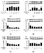 Claudin 3 Antibody in Western Blot (WB)