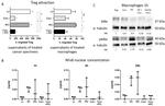 Phospho-IkB alpha (Ser32, Ser36) Antibody in Western Blot (WB)