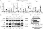 Phospho-IkB alpha (Ser32, Ser36) Antibody in Western Blot (WB)