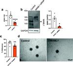 MAML1 Antibody in Western Blot (WB)