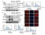 MMP9 Antibody in Western Blot (WB)