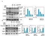 HO-1 Antibody in Western Blot (WB)