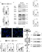 RIP1 Antibody in Western Blot (WB)