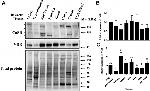 VDR Antibody in Western Blot (WB)