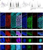 LUM Antibody in Immunocytochemistry, Immunohistochemistry (PFA fixed) (ICC/IF, IHC (PFA))