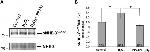 Phospho-NHE3 (Ser522) Antibody in Western Blot (WB)