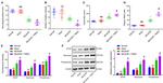 PTPRZ Antibody in Western Blot (WB)