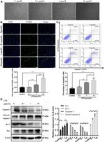 Bcl-2 Antibody in Western Blot (WB)