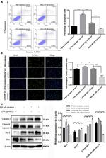 Bcl-2 Antibody in Western Blot (WB)