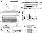 ATP1A3 Antibody in Western Blot (WB)