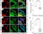 Cardiac Troponin T Antibody in Immunohistochemistry (PFA fixed) (IHC (PFA))