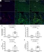 Myeloperoxidase Antibody in Immunohistochemistry (PFA fixed) (IHC (PFA))