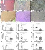 Myeloperoxidase Antibody in Immunohistochemistry (PFA fixed) (IHC (PFA))