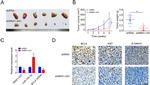 BCL9 Antibody in Immunohistochemistry (IHC)