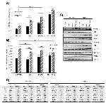 beta Actin Antibody in Western Blot (WB)