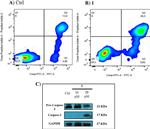 Caspase 3 Antibody in Western Blot (WB)