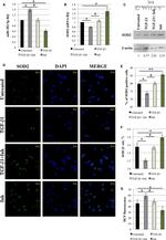 beta Actin Antibody in Western Blot (WB)