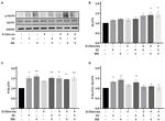 GLUT4 Antibody in Western Blot (WB)