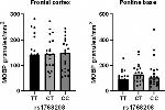 MOBP Antibody in Immunohistochemistry (IHC)