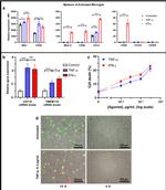 IBA1 Antibody in Flow Cytometry (Flow)