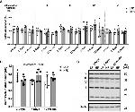 HADH Antibody in Western Blot (WB)