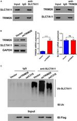 SLC7A11 Antibody in Western Blot, Immunoprecipitation (WB, IP)