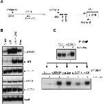 Glucocorticoid Receptor Antibody in ChIP Assay (ChIP)