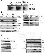 Glucocorticoid Receptor Antibody in ChIP Assay (ChIP)