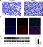 EphA2/EphA3/EphA4 Antibody in Immunohistochemistry (IHC)