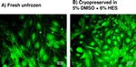 ZO-1 Antibody in Immunocytochemistry (ICC/IF)