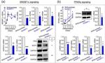 PPAR alpha Antibody in Western Blot (WB)