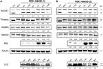 PMP70 Antibody in Western Blot (WB)