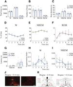 mCherry Antibody in Immunohistochemistry (IHC)