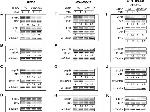 Estrogen Receptor alpha Antibody in Western Blot (WB)