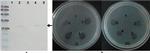 6x-His Tag Antibody in Western Blot (WB)