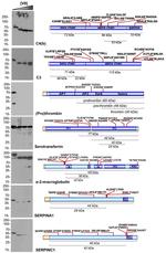 A2M Antibody in Western Blot (WB)