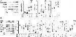 PPAR alpha Antibody in Western Blot (WB)