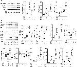 PPAR alpha Antibody in Western Blot (WB)