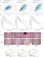 SULF2 Antibody in Immunohistochemistry (PFA fixed) (IHC (PFA))