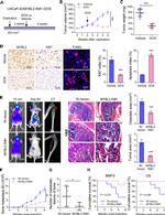 B-Myb Antibody in Immunohistochemistry (IHC)