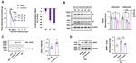 nNOS Antibody in Western Blot (WB)