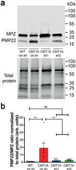 MPZ Antibody in Western Blot (WB)