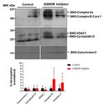 Mitochondria Membrane Integrity Antibody in Western Blot (WB)