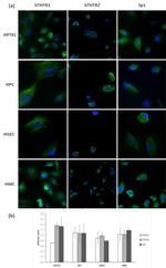 SP1 Antibody in Immunocytochemistry (ICC/IF)