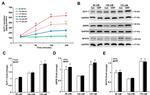 GLP-1 Antibody in Western Blot (WB)