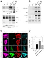 Phospho-FAK (Tyr397) Antibody in Western Blot (WB)